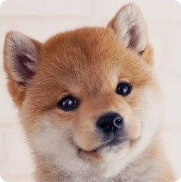 豆柴犬画像