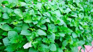 材料と器材を揃える